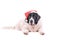 Landseer dog christmas santa white puppy xmas