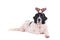 Landseer dog christmas santa white puppy xmas