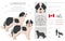 Landseer dog clipart. Different coat colors set