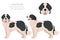 Landseer dog clipart. Different coat colors set