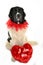 Landseer dog love st valentin romantic