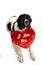 Landseer dog love st valentin romantic