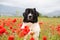 Landseer dog pure breed in poppy field flower