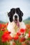 Landseer dog pure breed in poppy field flower