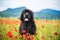 Landseer dog pure breed in poppy field flower