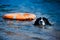 Landseer dog pure breed in water training