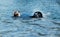 Landseer dog pure breed in water training