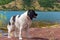 Landseer dog pure breed in water training