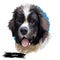 Landseer pet portrait of pet animal digital art illustration. Canis originated in Canada Newfoundland. Mammal puppy