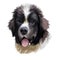 Landseer pet portrait of pet animal digital art illustration. Canis originated in Canada Newfoundland. Mammal puppy closeup of