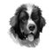 Landseer pet portrait of pet animal digital art illustration. Canis originated in Canada Newfoundland. Mammal puppy closeup of