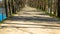 Lane around the pond lined by the trees