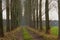 Lane of Aspen trees in the Flemish countryside