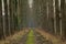 Lane of Aspen trees in the Flemish countryside