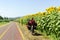 Lane for bicycles and sunflowers in Tuscany