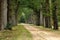 A lane with big old beech trees near the Eerde Castle in month of September