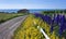 Lane with flowers, lobster traps, Newfoundland