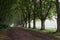 Lane lined by plane trees to form tunnel