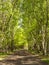 Lane lined by tall silver birch trees in dappled sunlight