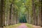 Lane with old oak and beech trees quercus and fagus during ear