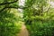 Lane, Path, Pathway in summer deciduous forest Trees