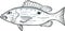 lane snapper Fish Gulf of Mexico Cartoon Drawing