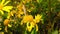 Lang`s Short Tailed Blue Butterfly on Golden Shrub Daisy 10 Slow Motion