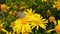 Lang`s Short Tailed Blue Butterfly on Golden Shrub Daisy 16 Slow Motion