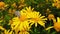 Lang`s Short Tailed Blue Butterfly on Golden Shrub Daisy 17 Slow Motion