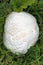 Langermannia gigantea. Big white mushroom growing in grass