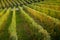 Langhe e Roero vineyards autumn landscap