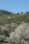 Langhe landscape with cherry trees in bloom