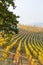 Langhe region, Piedmont, Italy. Autumn landscape