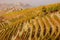 Langhe region, Piedmont, Italy. Autumn landscape