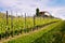 Langhe and Roero vineyards. Springtime. Viticulture near Barolo, Piedmont, Italy, Unesco heritage. Dolcetto, Barbaresco