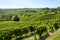 Langhe, vineyards