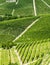 Langhe, vineyards