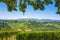 Langhe vineyards, Castiglione Falletto and tree branches. Piedmont, Italy Europe