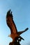 Langkawi Island famous eagle statue