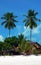 Langkawi Island. Tall Twin Palms