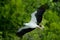 Langkawi Island White Belly Eagle