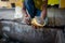 Langkawi, Malaysia - February 23, 2019: Local ranger shows shell to tourists.