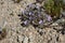 LANGLOISIA SETOSISSIMA SUBSPECIES PUNCTATA - TWENTYNINE PALMS - 042420 C