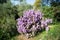 Langman\\\'s sage (Leucophyllum langmanae) in bloom