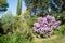 Langman\\\'s sage (Leucophyllum langmanae) in bloom.