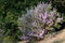 Langman`s sage, Leucophyllum langmanae blooming