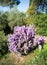 Langman\\\'s sage (Leucophyllum langmanae) blooming in August