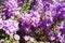 Langman\\\'s sage (Leucophyllum langmanae) blooming in August