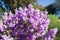 Langman\\\'s sage (Leucophyllum langmanae) blooming, close-up