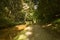 Langollen Canal at Chirk reflections of trees